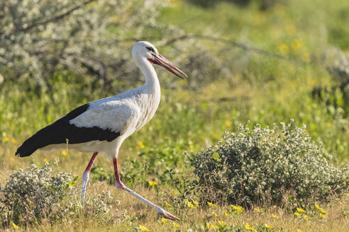 Namibia, Etosha-Nationalpark, Weißstorch, Ciconia ciconia - FOF10009