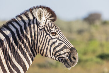 Afrika, Namibia, Etosha-Nationalpark, Porträt eines Burchell-Zebras, Equus quagga burchelli - FOF10011