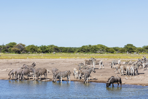 Afrika, Namibia, Etoscha-Nationalpark, Burchell-Zebras, Equus quagga burchelli, Streifengnus, am Wasserloch von Chudop, lizenzfreies Stockfoto