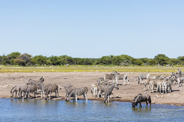 Afrika, Namibia, Etoscha-Nationalpark, Burchell-Zebras, Equus quagga burchelli, Streifengnus, am Wasserloch von Chudop - FOF10012