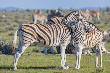 Afrika, Namibia, Etosha-Nationalpark, Burchell-Zebras, Equus quagga burchelli, Mutter und Jungtier - FOF10013