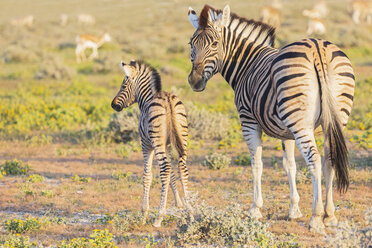 Afrika, Namibia, Etosha-Nationalpark, Burchell-Zebras, Equus quagga burchelli, Jungtier und Muttertier - FOF10014