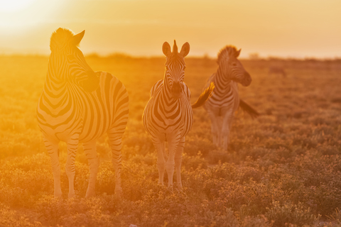 Afrika, Namibia, Etosha-Nationalpark, Burchell-Zebras, Equus quagga burchelli, bei Sonnenuntergang, lizenzfreies Stockfoto