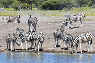 Afrika, Namibia, Etosha-Nationalpark, Burchell-Zebras, Equus quagga burchelli, an der Wasserstelle von Chudop - FOF10016