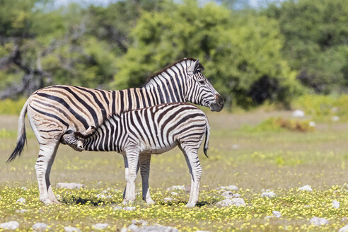 Afrika, Namibia, Etosha-Nationalpark, Burchell-Zebras, Equus quagga burchelli, Mutter und Jungtier säugend - FOF10017