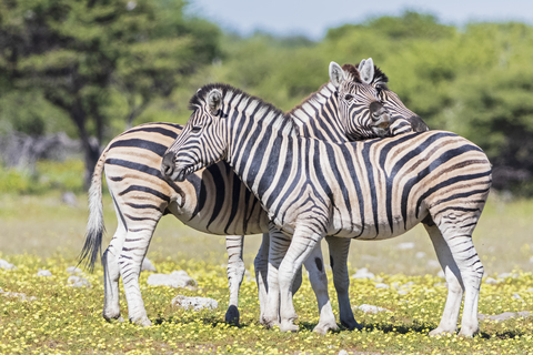 Afrika, Namibia, Etosha-Nationalpark, Burchell-Zebras, Equus quagga burchelli, lizenzfreies Stockfoto