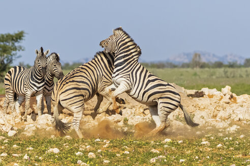 Afrika, Namibia, Etosha-Nationalpark, Burchell-Zebras, Equus quagga burchelli, Kampf - FOF10020