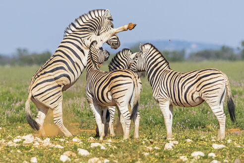 Afrika, Namibia, Etosha-Nationalpark, Burchell-Zebras, Equus quagga burchelli, Kampf - FOF10021
