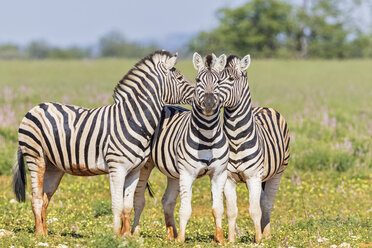 Two zebra, Equus quagga, play together, standing on hind legs