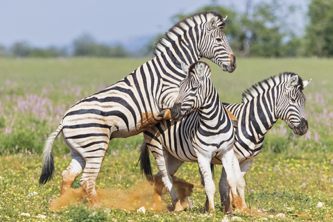 Afrika, Namibia, Etosha-Nationalpark, Burchell-Zebras, Equus quagga burchelli, Kampf, lizenzfreies Stockfoto