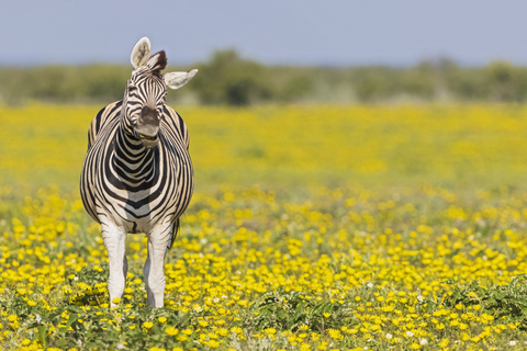 Afrika, Namibia, Etosha-Nationalpark, Burchell-Zebras, Equus quagga burchelli, stehend auf gelber Blumenwiese, lizenzfreies Stockfoto