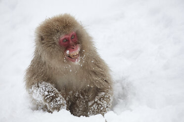 Japanischer Makake, Macaca fuscata, im Winterschnee. - MINF06533