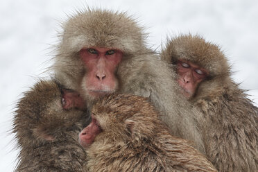 Japanischer Makake, Macaca fuscata, Mutter und zwei Jungtiere kuscheln sich im Winterschnee aneinander, um sich zu wärmen. - MINF06535