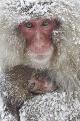 Japanischer Makake, Macaca fuscata, Mutter und Jungtier kuscheln sich im Winter im Schnee zusammen, um sich zu wärmen. - MINF06536