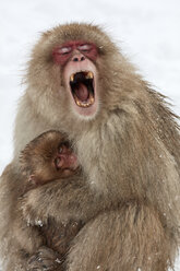 Japanischer Makake, Macaca fuscata, Mutter und junges Schneeäffchen kuscheln zusammen, das erwachsene Äffchen mit weit geöffnetem Maul. - MINF06538