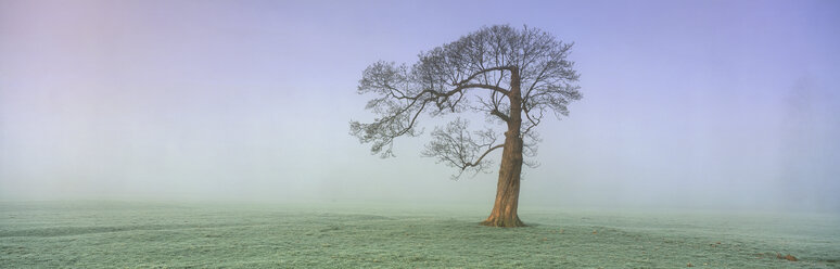 Neblige Landschaft mit einzelnem Baum. - MINF06540