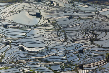 High angle view of reflections off water filled rice terraces. - MINF06555