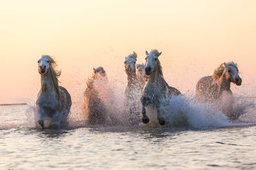 Mittlere Gruppe von weißen Pferden, die im Meer laufen. - MINF06567