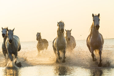 Medium group of white horses running in the ocean. - MINF06568