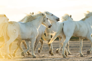 Mittlere Gruppe von weißen Pferden, die bei Sonnenuntergang über das Land laufen. - MINF06569