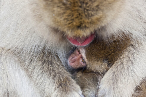 Japanischer Makake, Macaca fuscata, im Winterschnee, Joshin-etsu National Park, Honshu, Japan. - MINF06583