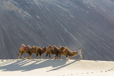 Man leading small group of camels in a desert. - MINF06590