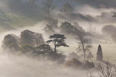 Misty landscape with hill and trees at sunrise. - MINF06618
