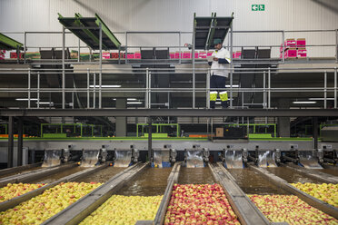 Worker checking apple washing process - ZEF15914