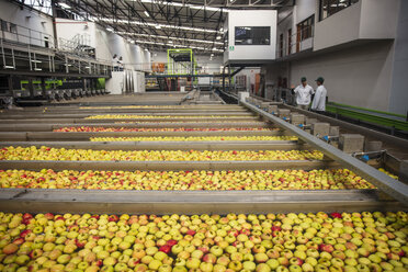 Workers in apple factory - ZEF15915