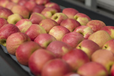 Apples in factory on conveyor belt - ZEF15924