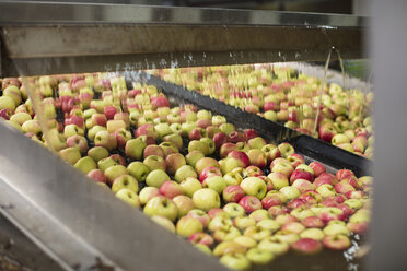 Apples being cleaned by machine - ZEF15928