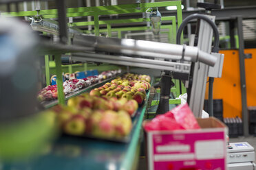 Apples ready to be packed - ZEF15939