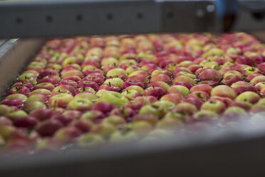 Apple factory, apples in water - ZEF15940