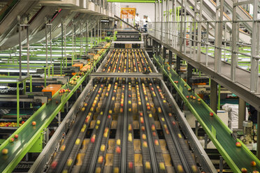Apple factory, sorting machine - ZEF15943