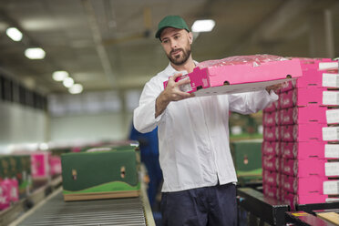 Arbeiter beim Verpacken von Apfelkisten - ZEF15946