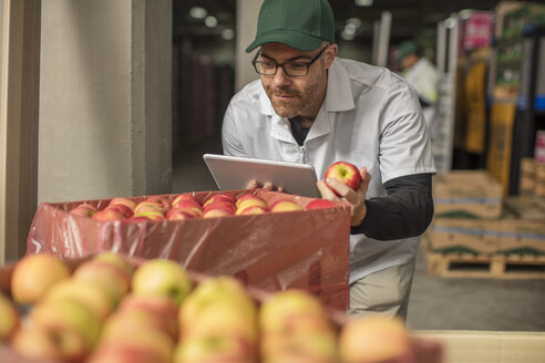 Arbeiter prüft Apfelvorrat mit Tablet - ZEF15970
