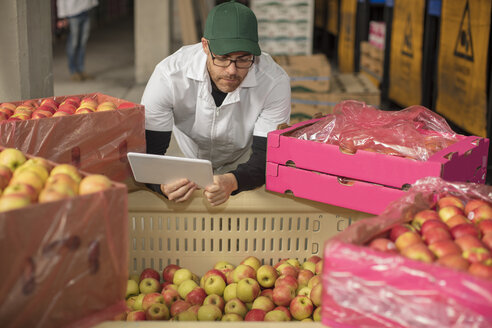 Arbeiter, der mit Hilfe eines Tablets den Apfelvorrat überprüft - ZEF15972