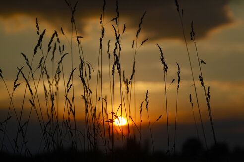 Deutschland, Gräser bei Sonnenuntergang - JTF01030