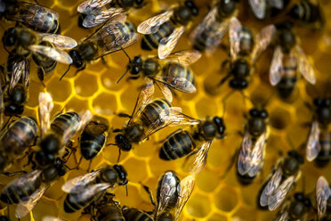 Nahaufnahme von Bienen auf einer Honigwabe. - MINF06622