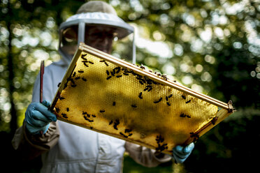 Imkerin mit Schleier, die ein mit Bienen bedecktes Inspektionstablett hält. - MINF06653