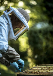 Imker mit Kopfschutz, der ein Werkzeug auf Tabletts benutzt, um Honig aus einem offenen Bienenstock zu sammeln. - MINF06654