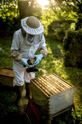 Imkerin mit Schleier, die einen Smoker über einen offenen Bienenstock hält, um die Bienen vor dem Sammeln des Honigs zu beruhigen. - MINF06655
