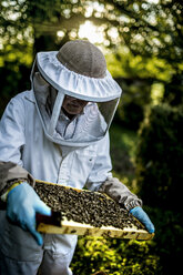 Imkerin mit Schleier, die ein mit Bienen bedecktes Inspektionstablett hält. - MINF06657