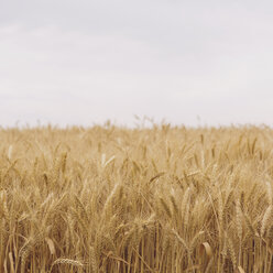 Ein Feld mit reifendem Weizen in der Nähe von Pullman in Whitman County. - MINF06754