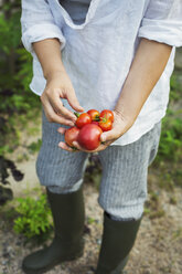 Blick von oben auf eine Person in Gummistiefeln, die im Freien steht und frisch gepflückte Tomaten hält. - MINF06839