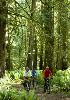 Eine Gruppe von drei Mountainbikern fährt durch den dichten und moosbewachsenen Regenwald der Olympic Peninsula. - AURF00017