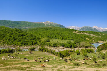 Albanien, Nemercka-Gebirge, Gjirokaster, Fluss Vjose, Ziegenherde - SIEF07836