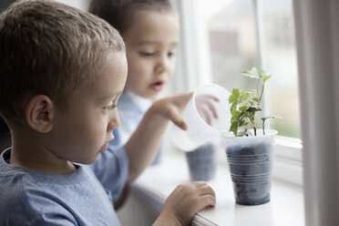 A young boy looking at young plants in pots growing on a windowsill. - MINF07038