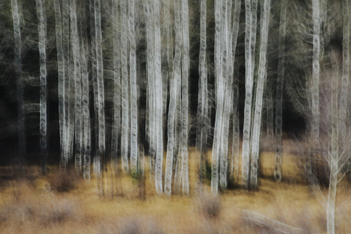 Espen mit hellen Baumstämmen in einem Waldgebiet, unscharfe Bewegung. - MINF07064