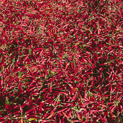 Rote Chilischoten trocknen in der Sonne - MINF07120